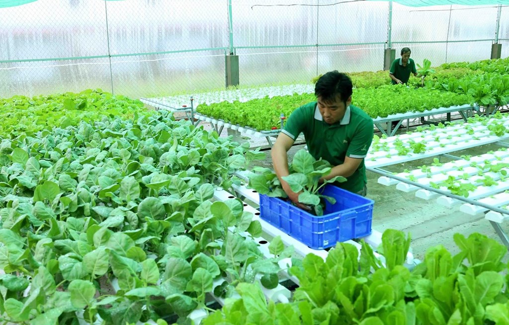 Canh tác rau màu theo hướng hữu cơ đang mở ra nhiều cơ hội lớn cho người dân Ninh Bình