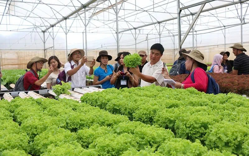 Mô hình trồng rau sạch tại nhà màng của hợp tác xã Đông Mai, Ninh Bình